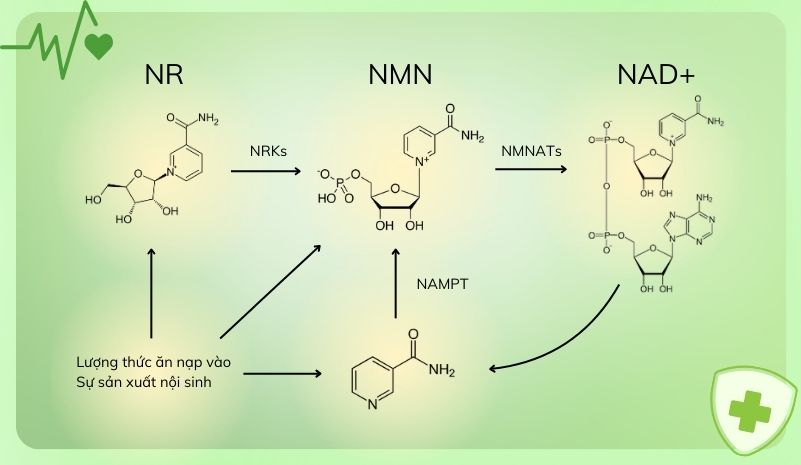 Mỗi liên hệ giữa NMN vs NR Mỗi liên hệ giữa NMN vs NR