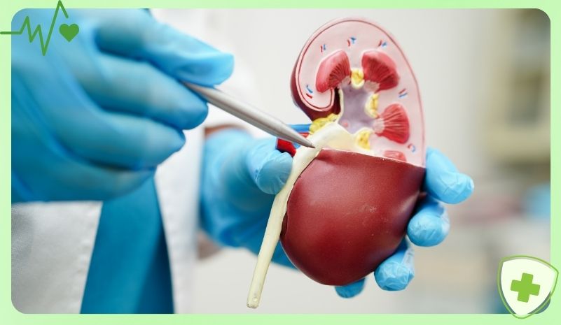 Cơ chế lọc máu của thận