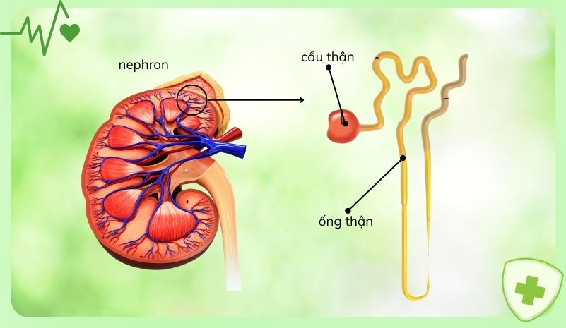 Quá trình lọc máu tự nhiên của thận